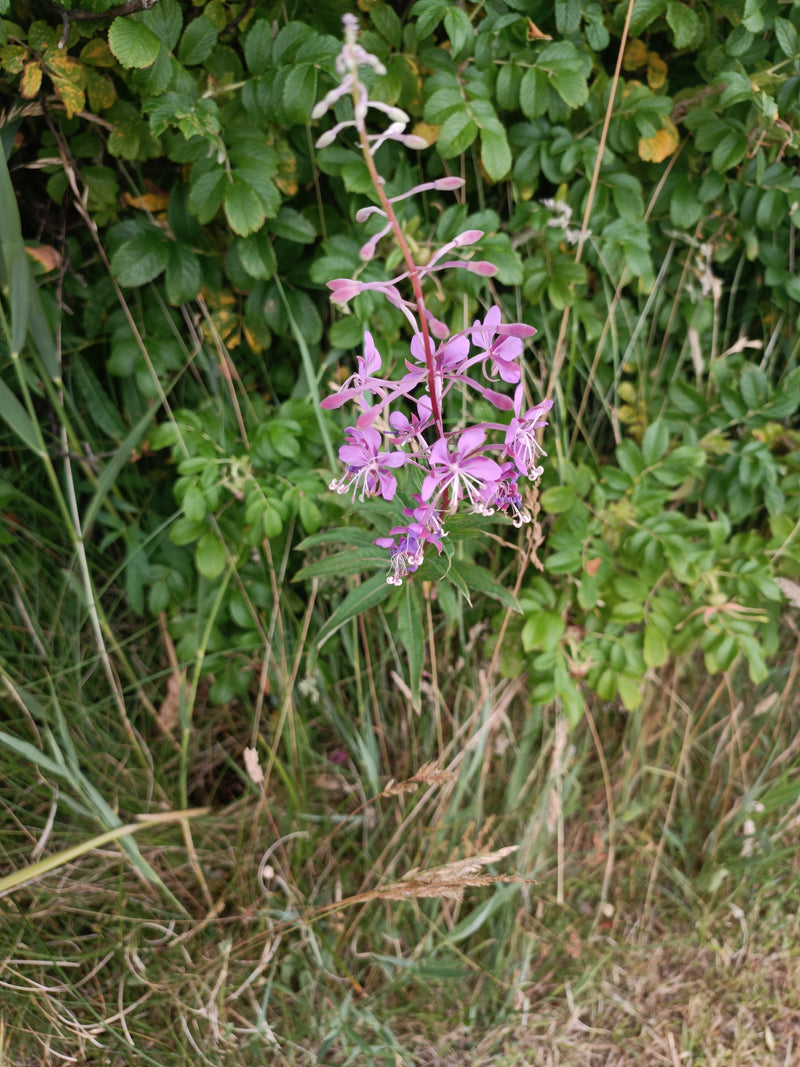 Schmalblättriges Weidenröschen — Bild 2