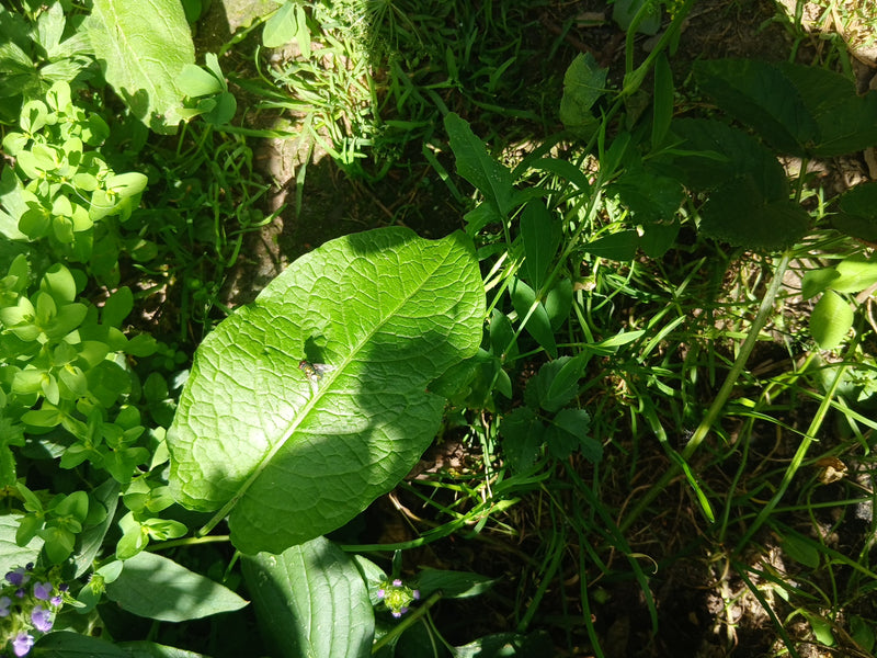 Schmeißfliegen — Bild 3