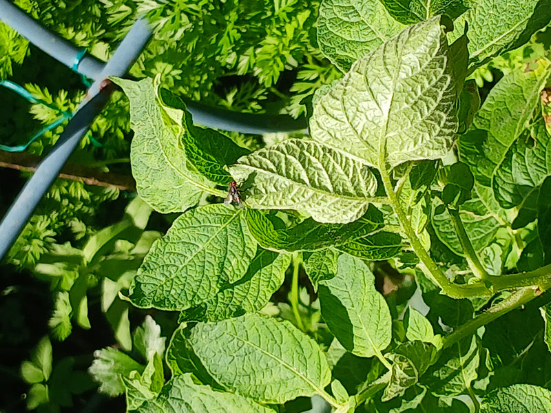 Schmeißfliegen — Bild 2