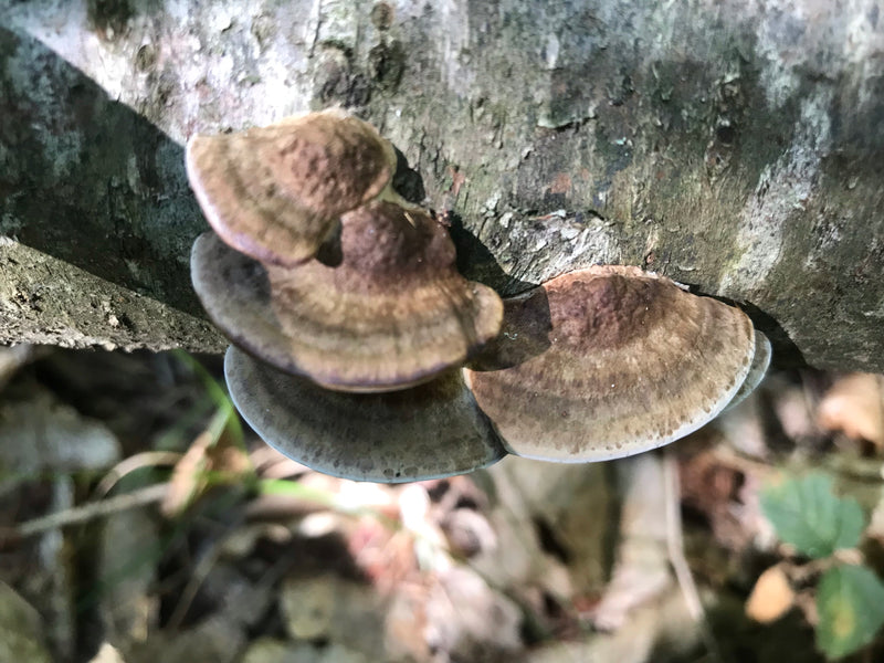 Schmetterlings-Tramete — Bild 5 von 5