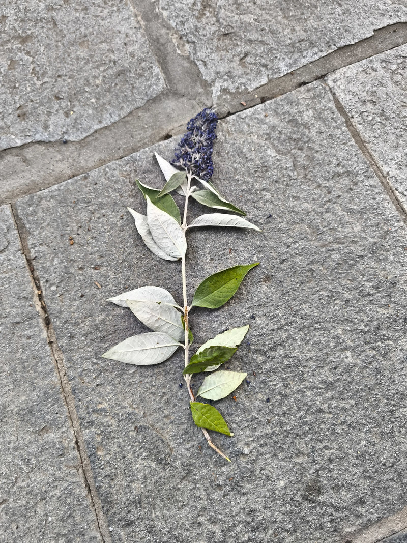 Auf dem Bild ist ein einzelner Zweig des Sommerflieders mit violetten Blüten und grün-weißen Blättern zu sehen. Er liegt auf einem grauen Steinboden.