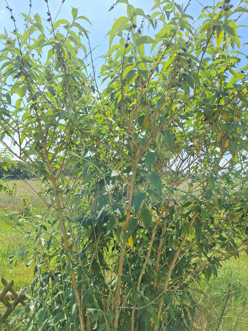 Sommerflieder — Bild 1