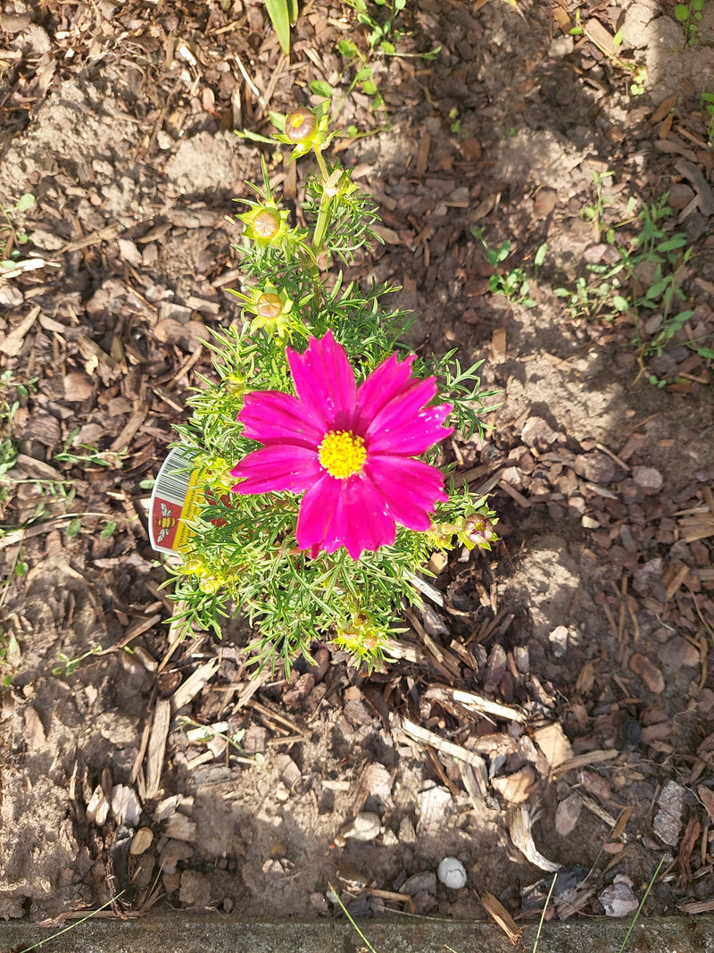 Cosmea — Bild 3