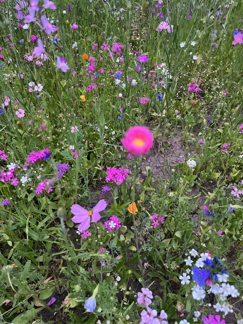 Cosmea — Bild 4