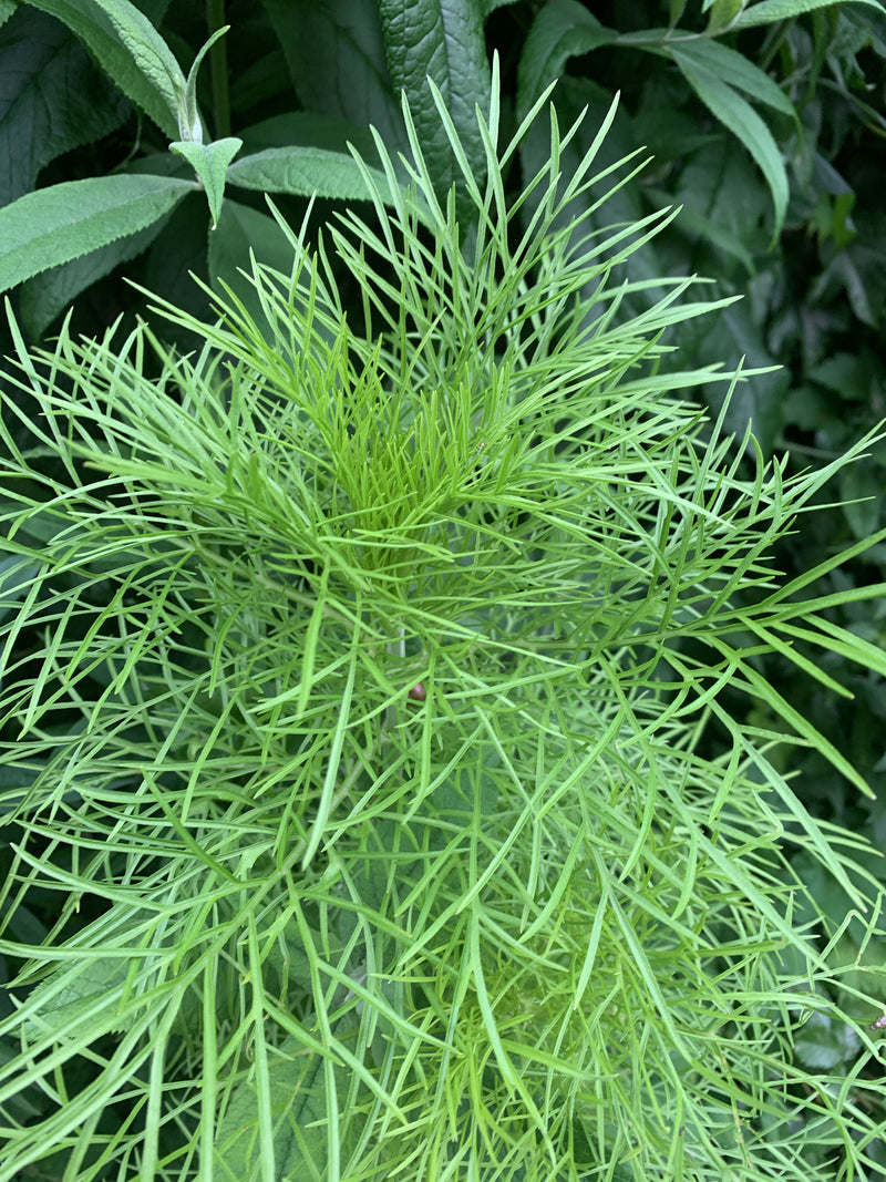 Cosmea — Bild 1