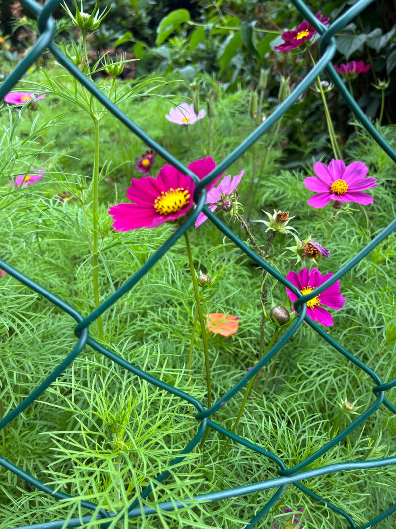 Cosmea — Bild 5
