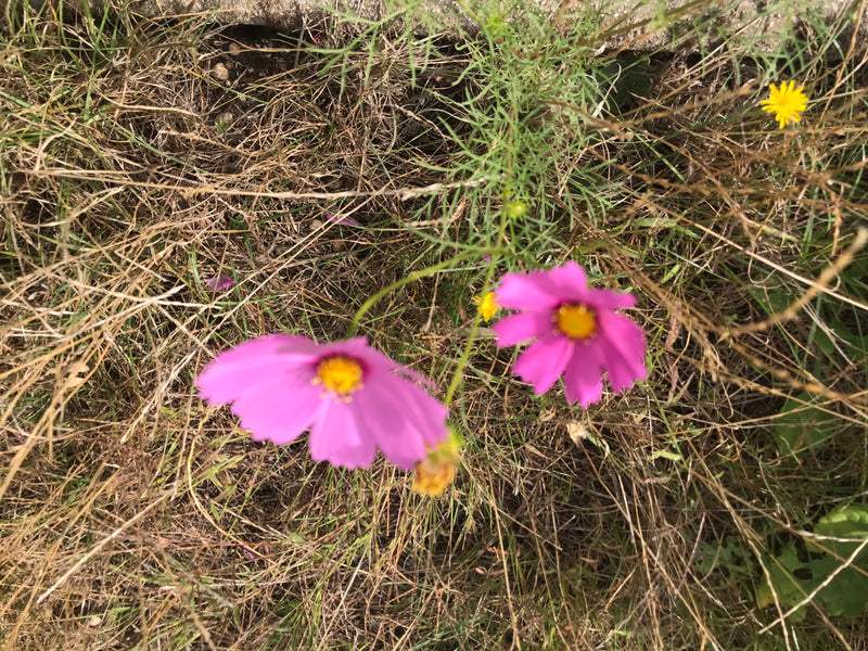 Auf dem Bild sind zwei rosafarbene Blüten der Cosmea zu sehen, die aus trockenem Gras herausragen. Die feingliedrigen grünen Blätter der Pflanze und der gelb...