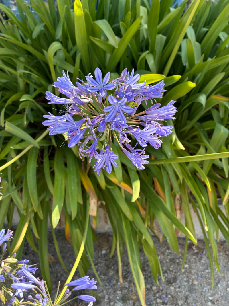 Agapanthus — Bild 2