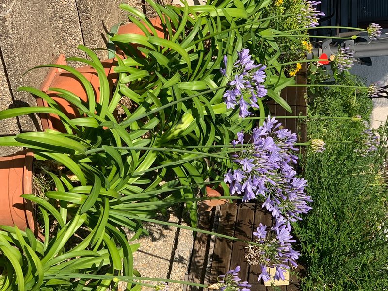 Zu sehen sind mehrere blühende Schmucklilien in Töpfen auf einer Terrasse. Die Pflanzen zeigen ihre charakteristischen, kugelförmigen blauen Blütenstände und...