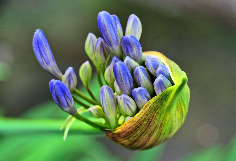 Agapanthus — Bild 3