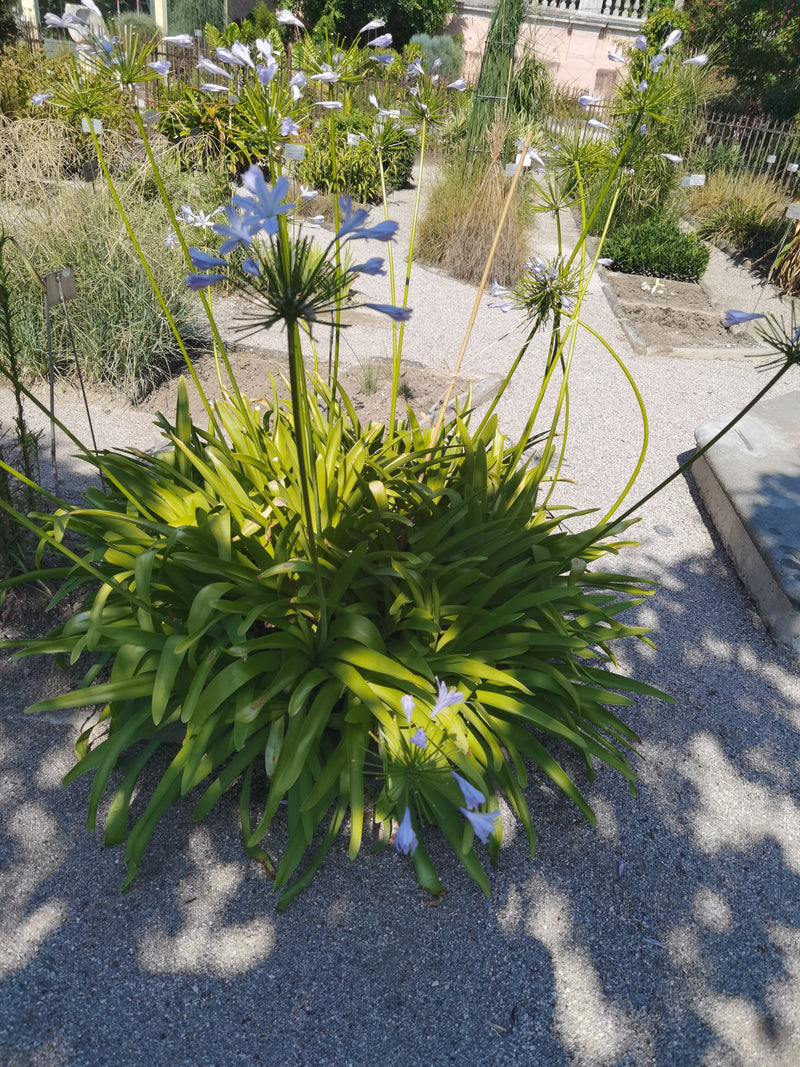 Agapanthus — Bild 1