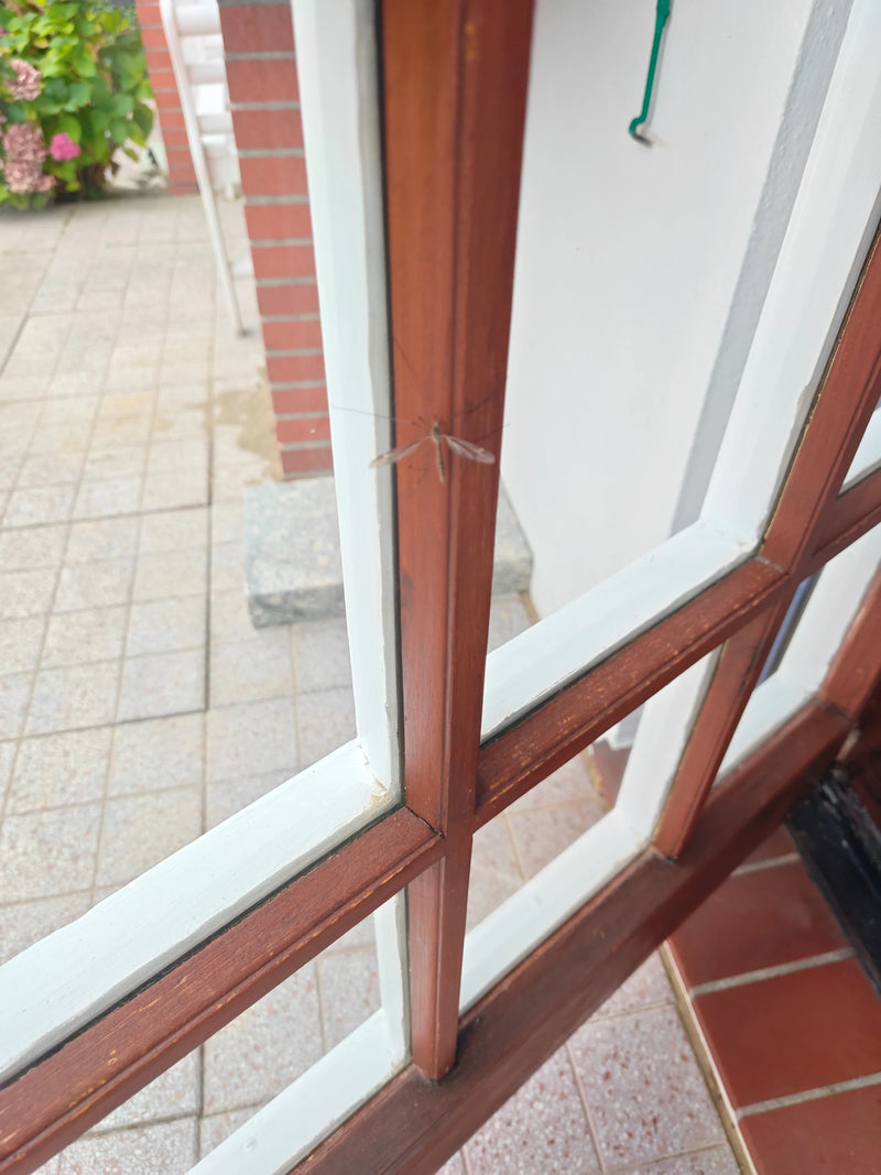 Eine Schnake sitzt auf dem Holzrahmen einer Fenstertür. Im Hintergrund ist ein gepflasterter Außenbereich zu sehen.