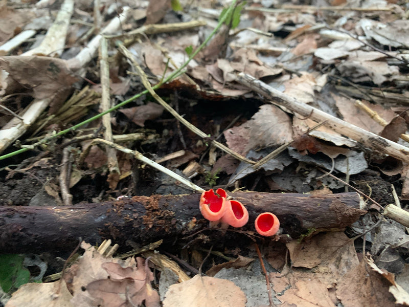 Schnake — Bild 2