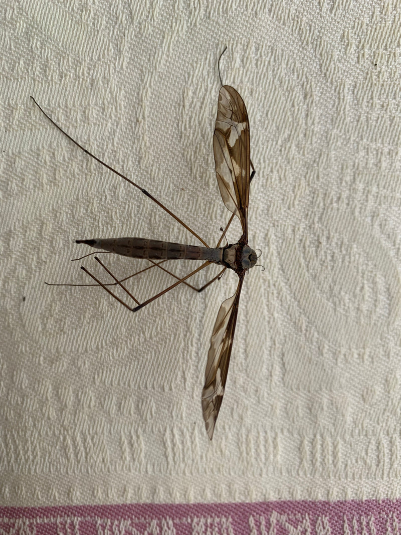 Schnake — Bild 1