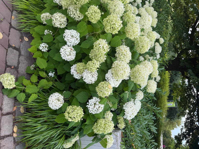 Schneeball-Hortensie — Bild 4