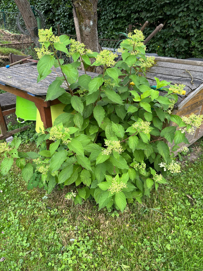 Schneeball-Hortensie — Bild 1
