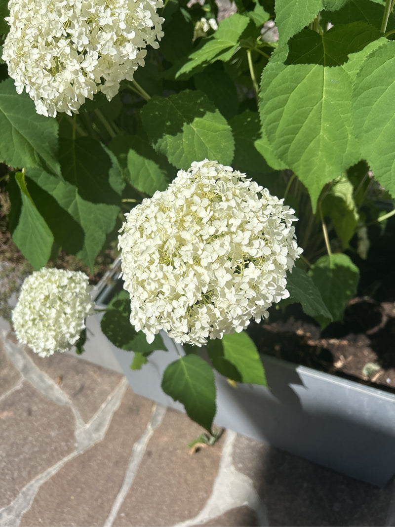Schneeball-Hortensie — Bild 5