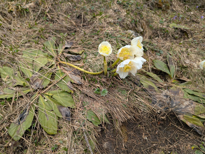Christrose — Bild 1