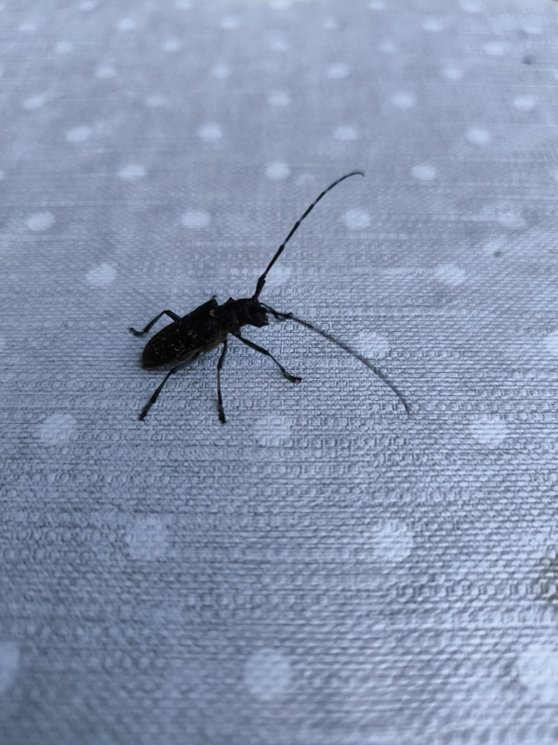 Schneiderbock — Bild 5
