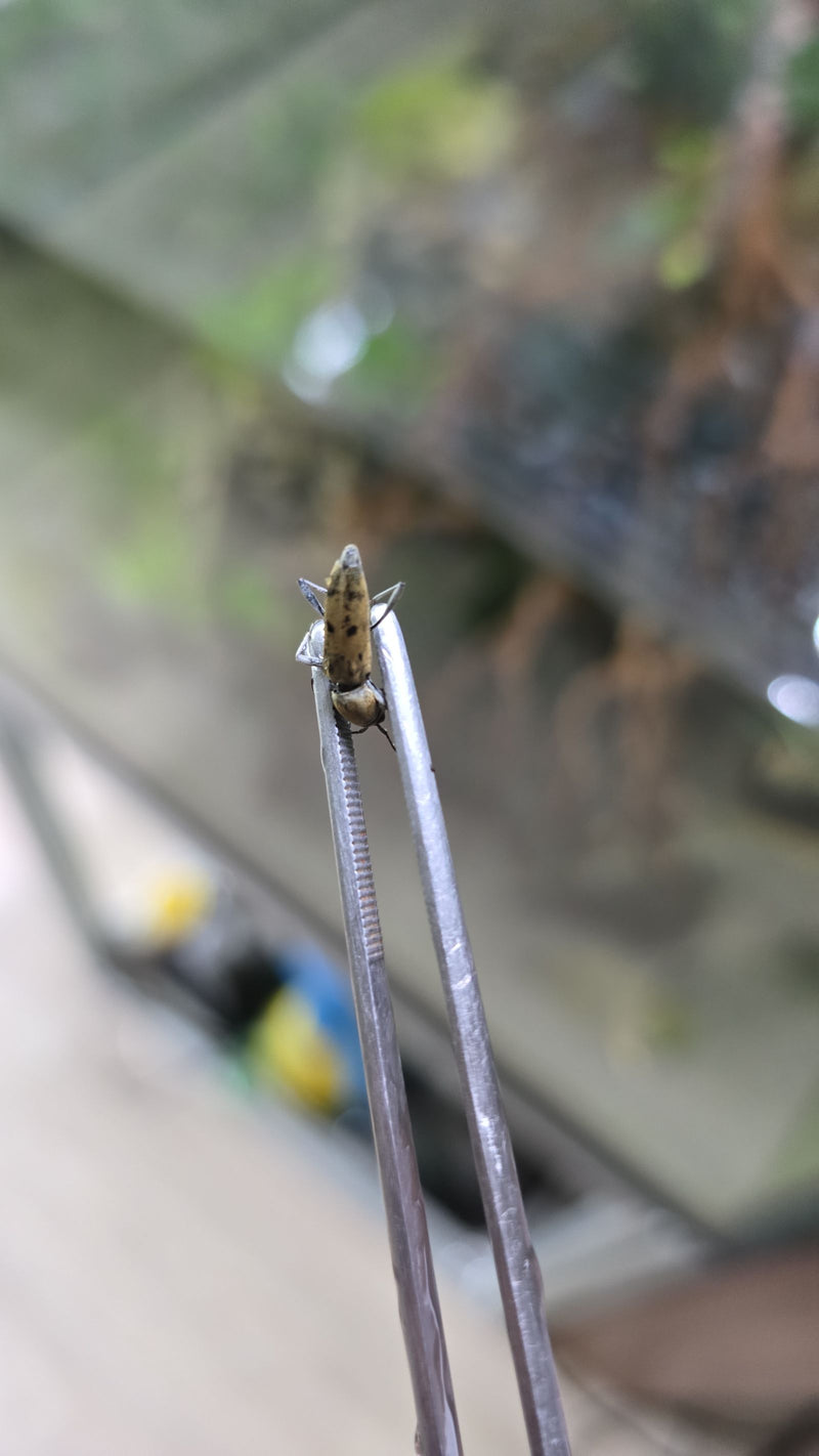 Schnellkäfer (Gattung Agriotes) — Bild 3