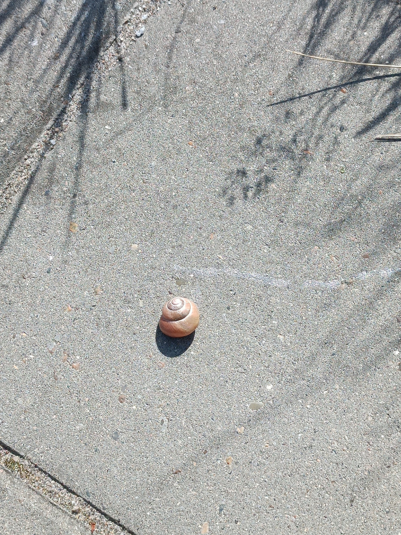 Schnirkelschnecke — Bild 4
