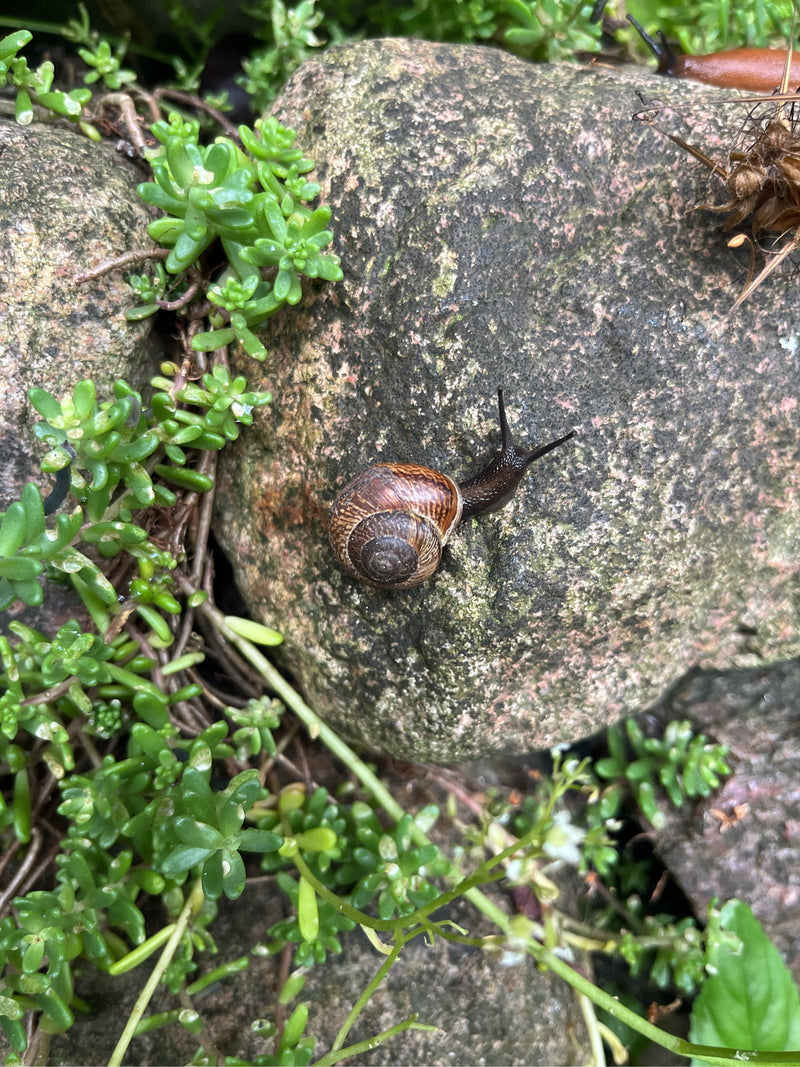 Schnirkelschnecke — Bild 3