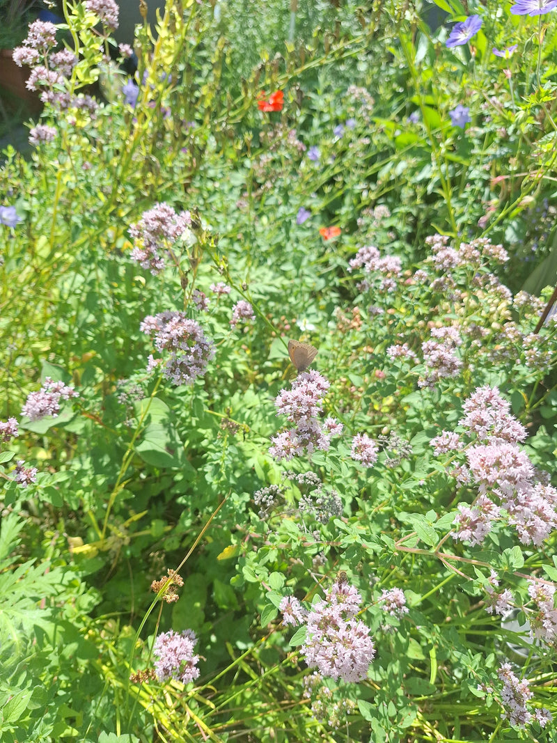 Schornsteinfeger — Bild 3