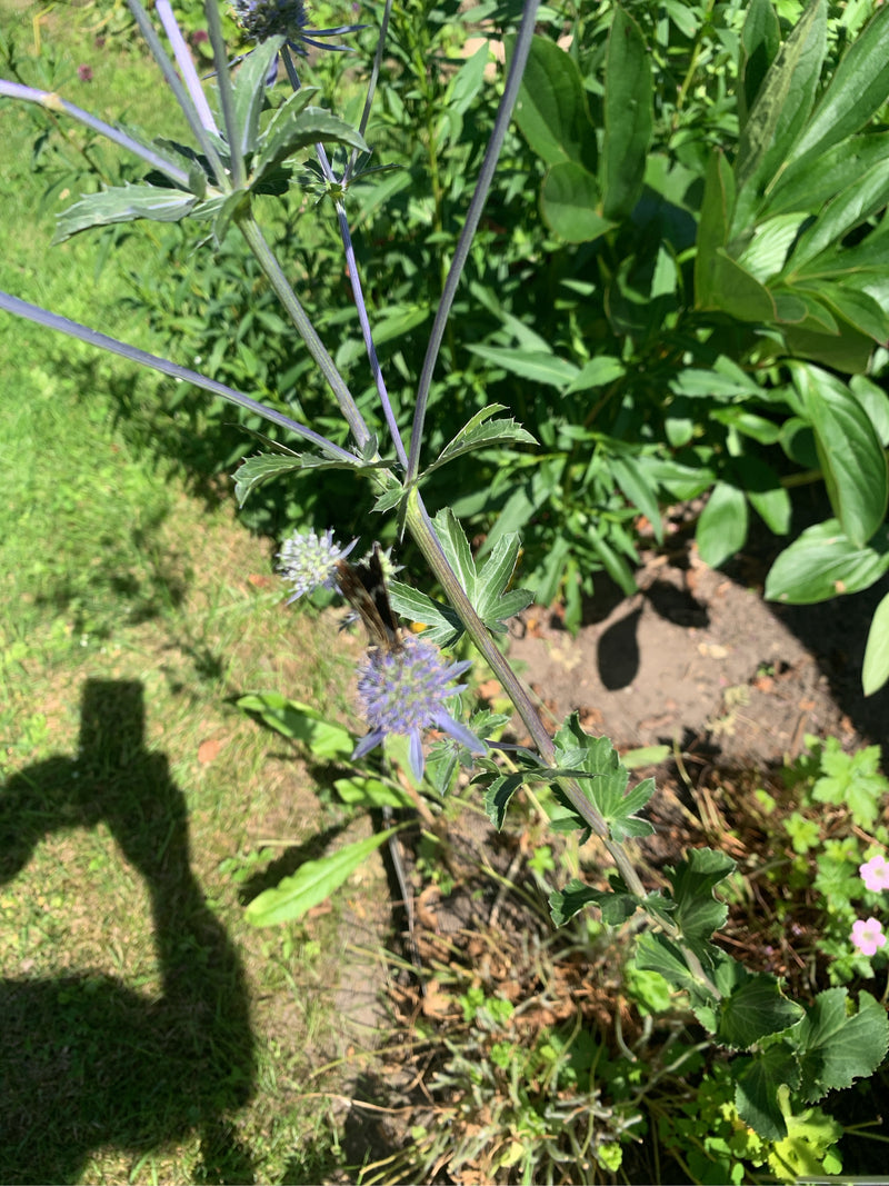 Schornsteinfeger — Bild 5