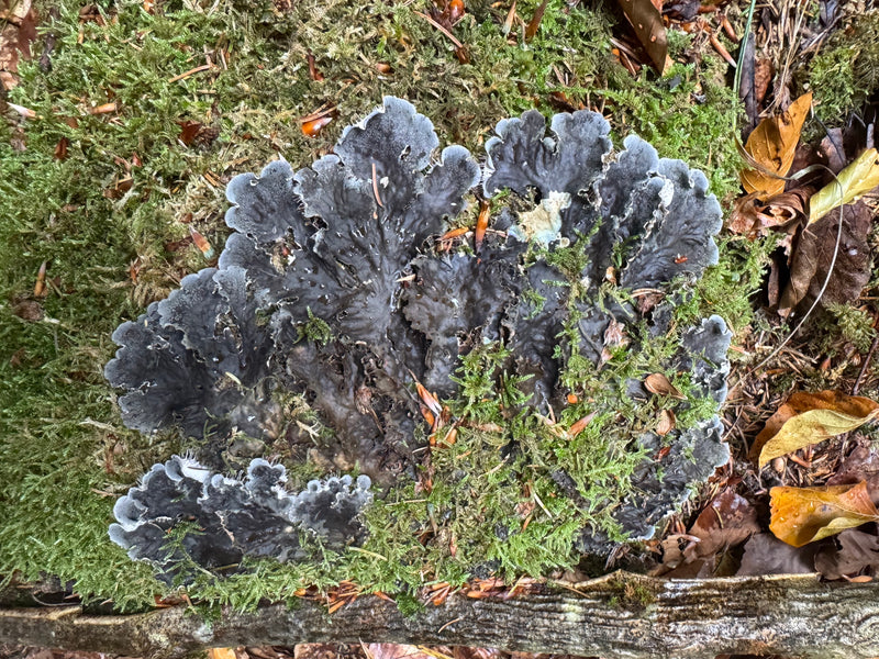 Schuppige Schildflechte — Bild 1 von 1