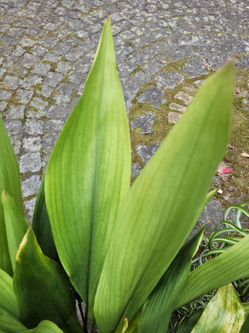 Große, aufrechte grüne Blätter einer Schusterpalme vor einem gepflasterten, leicht bemoosten Weg.