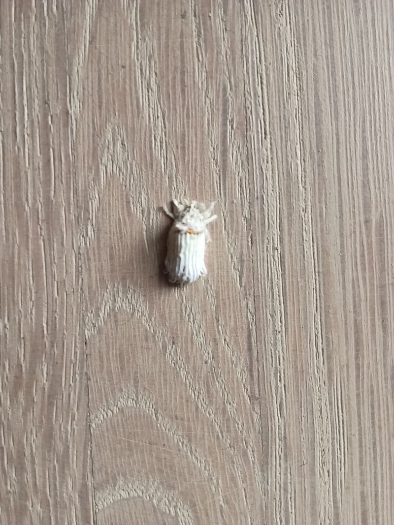 Ein weißer Schwanen-Trägspinner ruht mit zusammengefalteten Flügeln auf einer hellen Holzfläche.