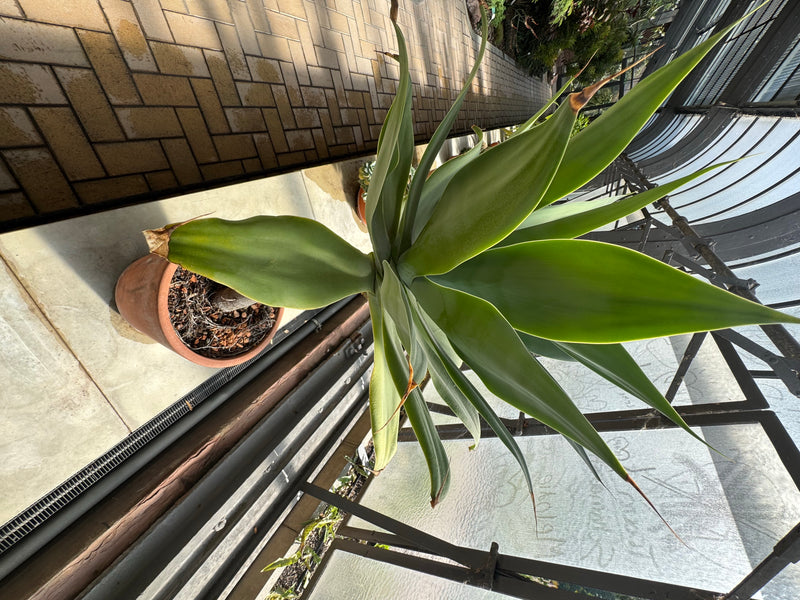 Schwanenhals-Agave — Bild 1 von 1