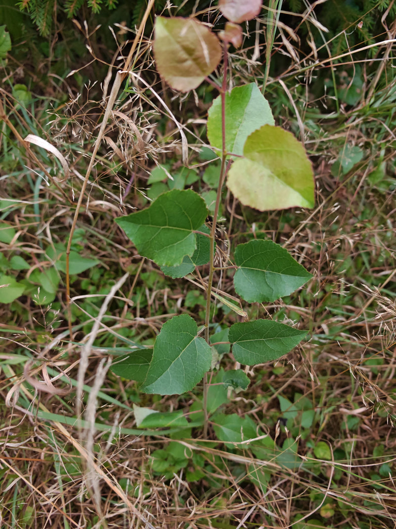 Schwarz-Pappel — Bild 4