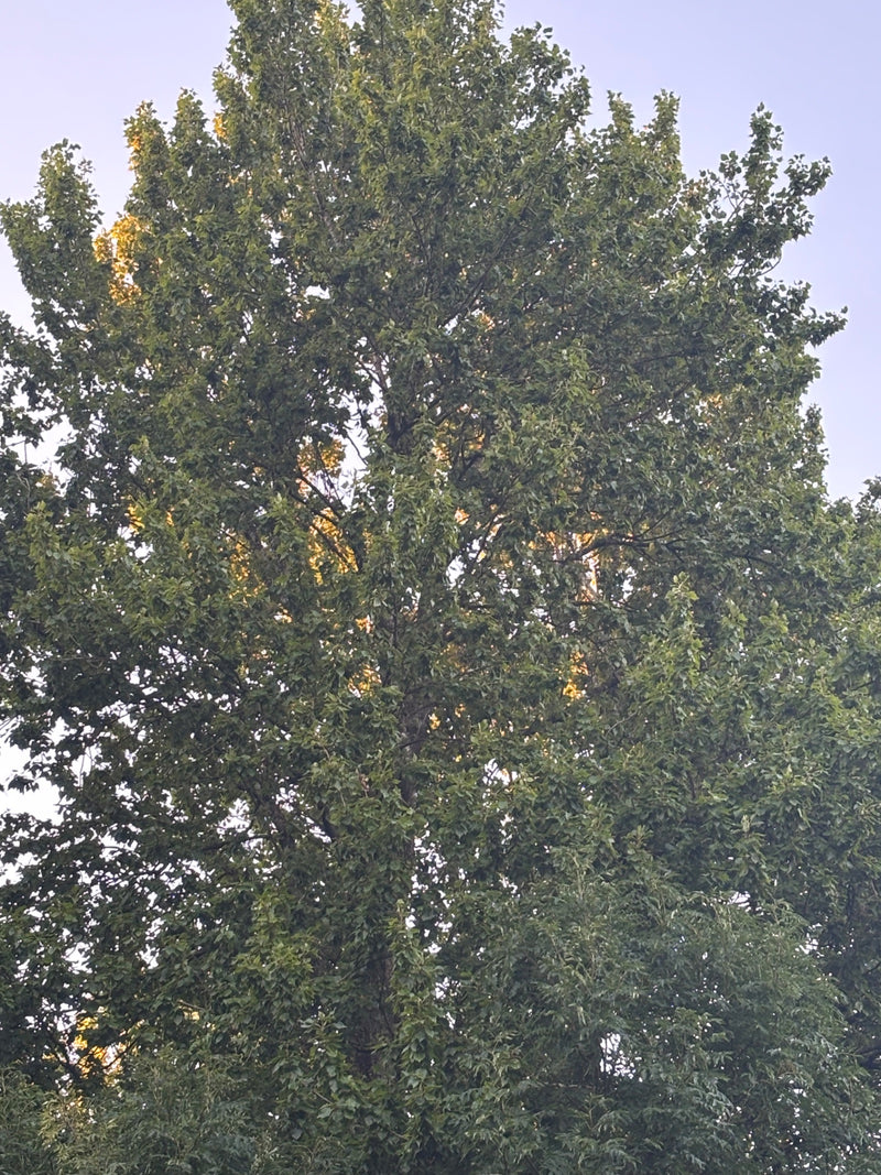 Schwarz-Pappel — Bild 5