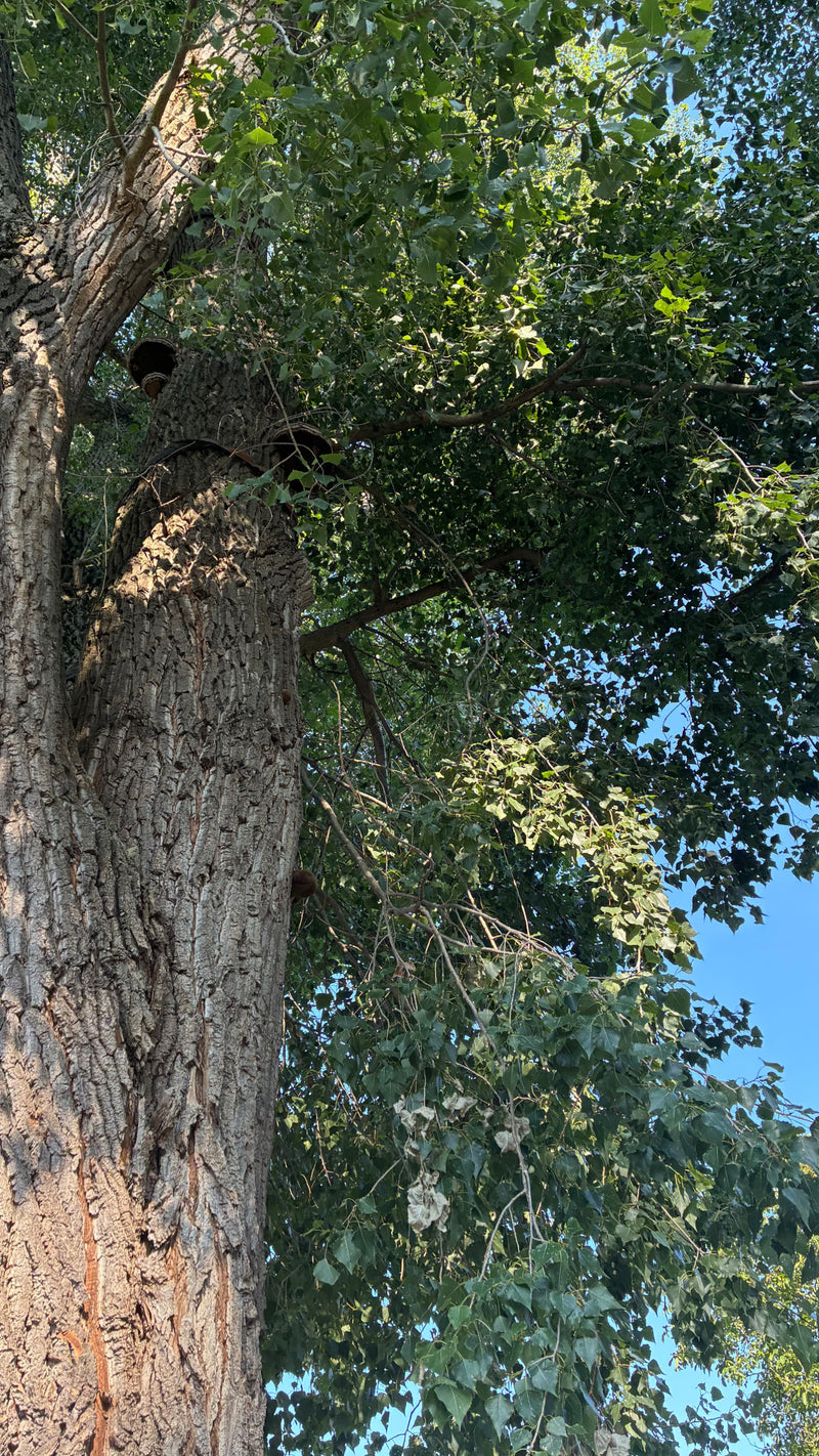 Schwarz-Pappel — Bild 2
