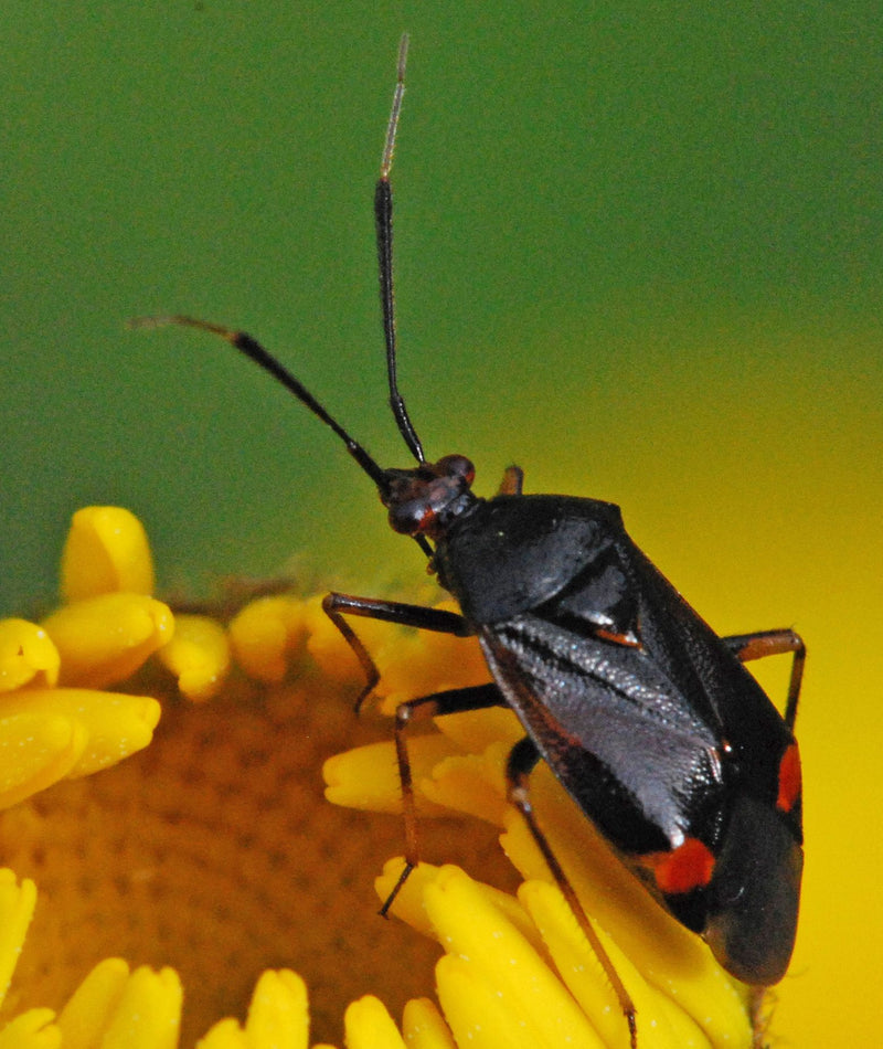 Schwarz-rote Bodenwanze — Bild 1