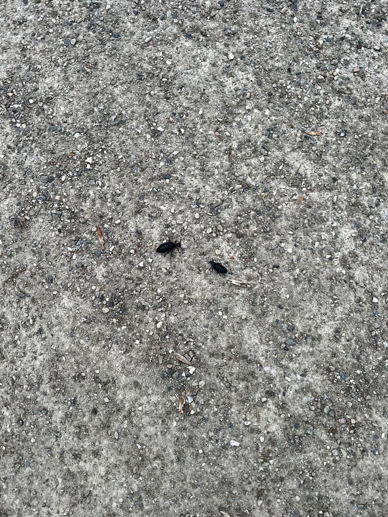 Schwarzblauer Ölkäfer — Bild 2