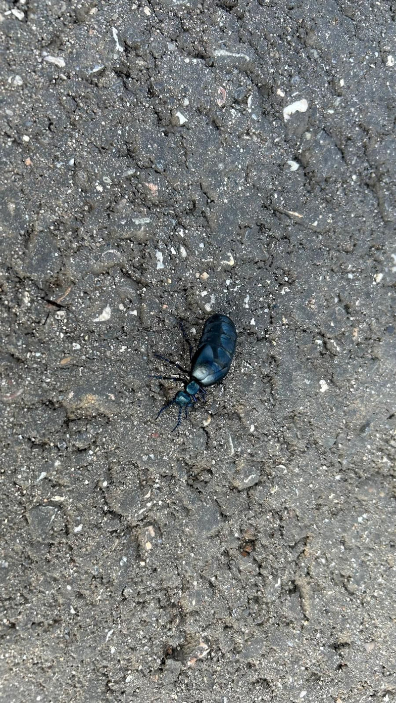Schwarzblauer Ölkäfer — Bild 3