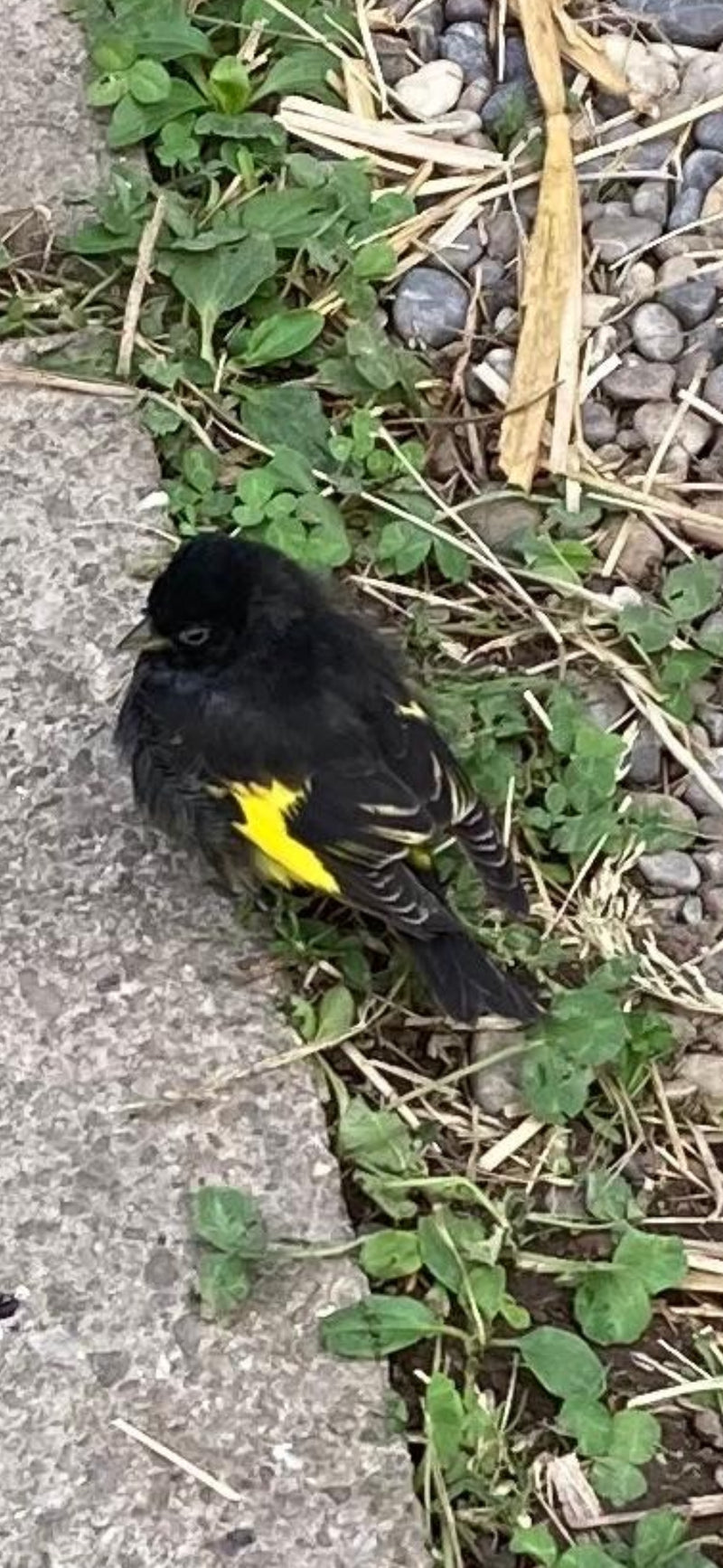 Ein Schwarzbrustzeisig sitzt auf dem Boden am Rand von Steinen und grüner Vegetation.
