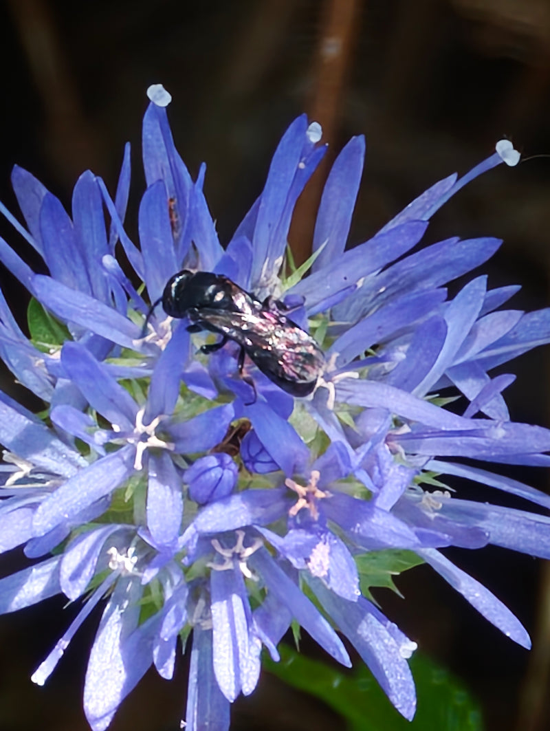 Schwarze Grabwespe — Bild 1