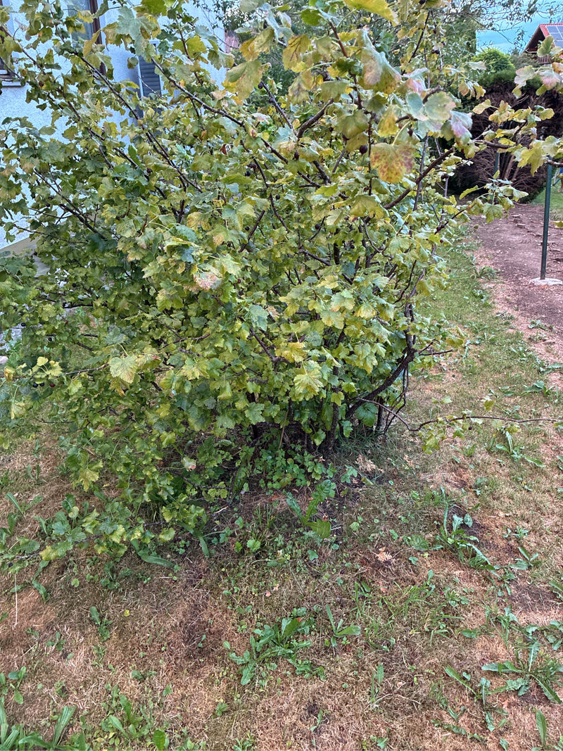 Zu sehen ist ein buschiger Strauch mit grünen Blättern und vereinzelten dunklen Früchten in einem Garten. Die Pflanze steht in einem Rasenbereich nahe einem ...