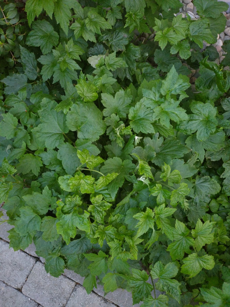 Jostabeere — Bild 2