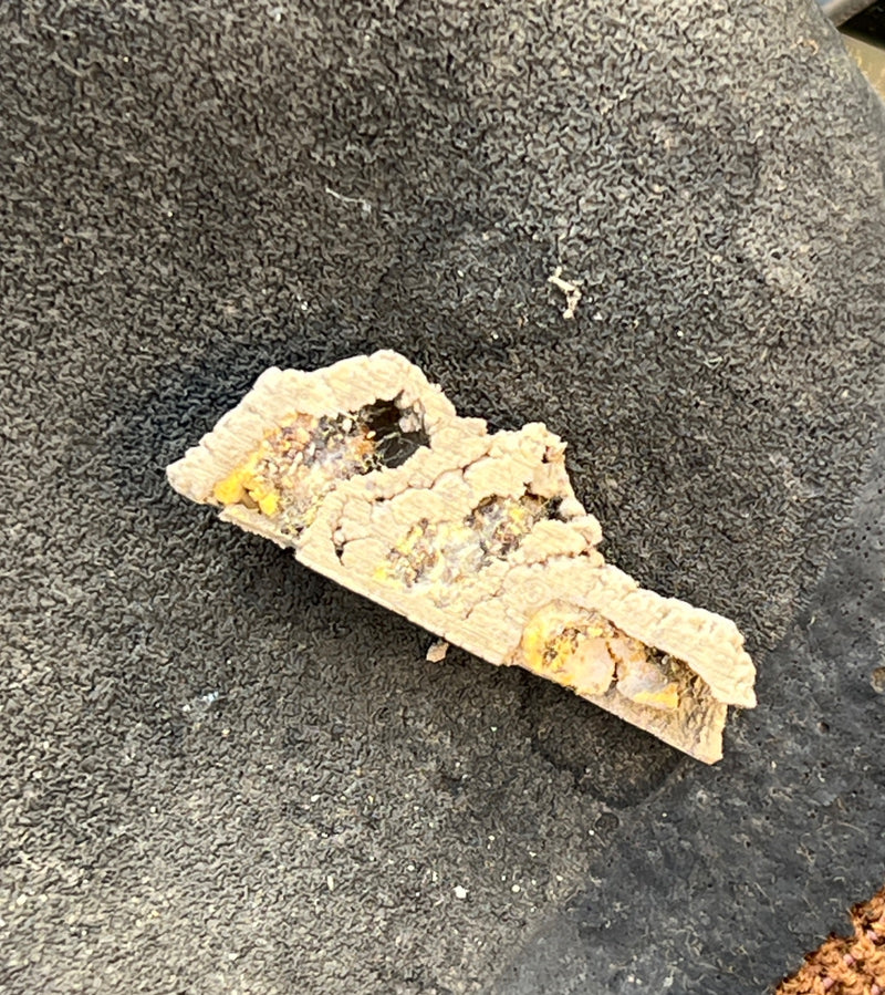 Schwarze Mörtelbiene — Bild 1