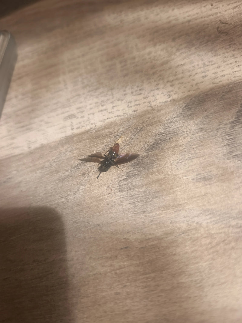 Schwarze Soldatenfliege — Bild 5
