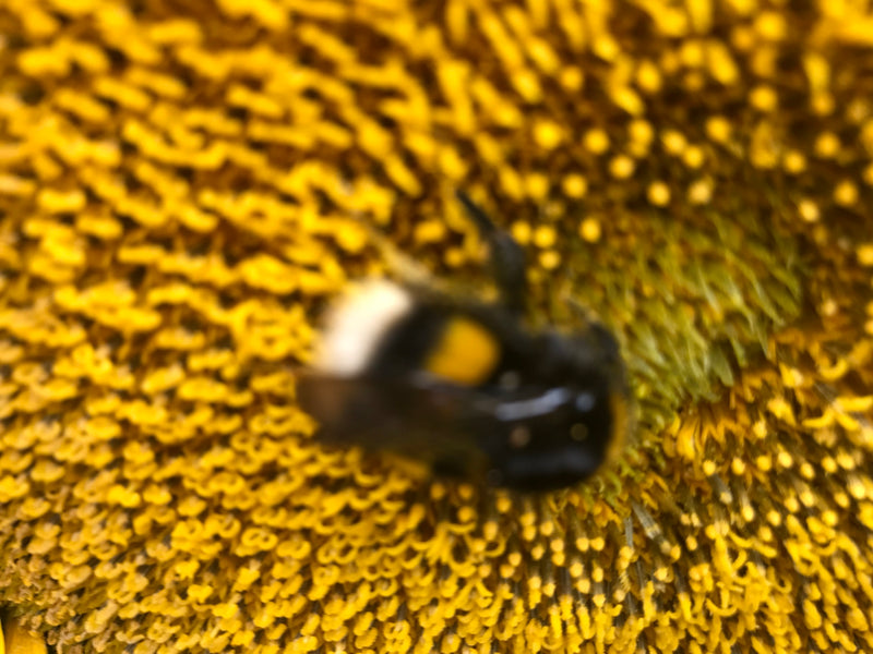 Schwarze Soldatenfliege — Bild 1