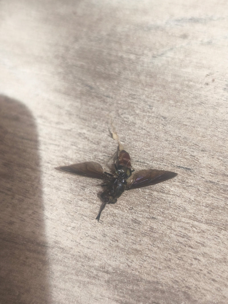 Schwarze Soldatenfliege — Bild 4