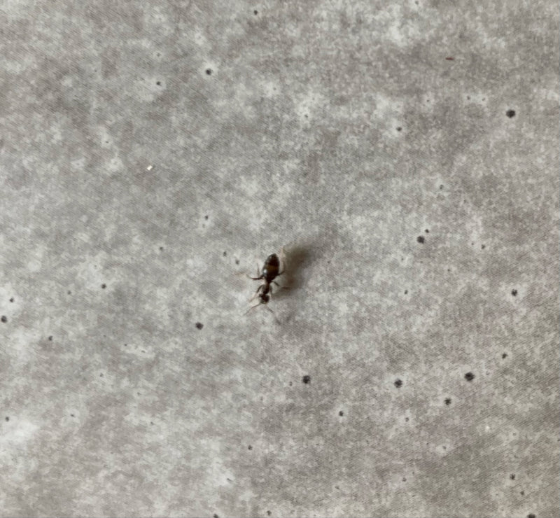 Schwarzgraue Wegameise — Bild 1