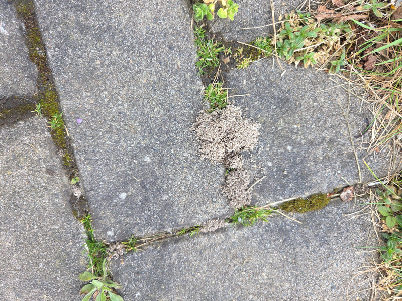 Schwarzgraue Wegameise — Bild 2