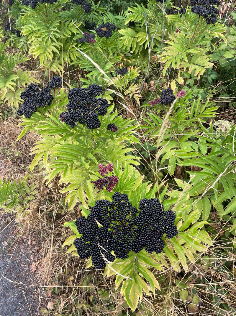 Das Bild zeigt den Attich (Sambucus ebulus) mit seinen charakteristischen schwarzen Beerenständen und gefiederten Blättern. Die Pflanze wächst in einer Umgeb...