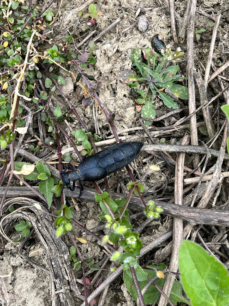 Schwarzblauer Ölkäfer — Bild 1